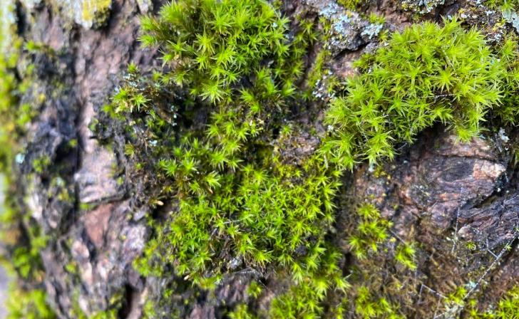 В Курской области ожидаются туманы и дожди