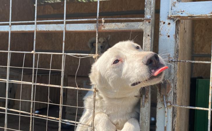 Курский политолог Слатинов высказался об эвтаназии бездомных собак Курский политолог Слатинов высказался об эвтаназии бездомных собак