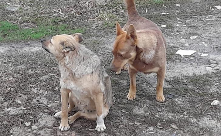 Политолог Слатинов прокомментировал законопроект об бродячих животных