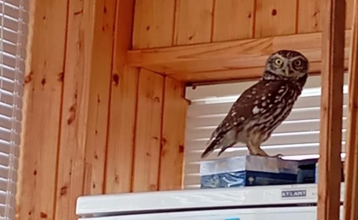 Курянка спасла залетевшую в трубу сову