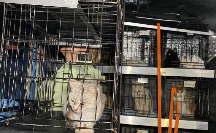 Донецкие волонтеры вывезли 75 животных из приграничья Курской области