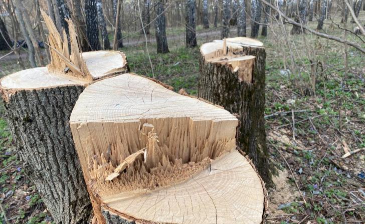 За срубленный дуб белгородца оштрафовали на 300 тысяч и изъяли у него трактор За срубленный дуб белгородца оштрафовали на 300 тысяч и изъяли у него трактор