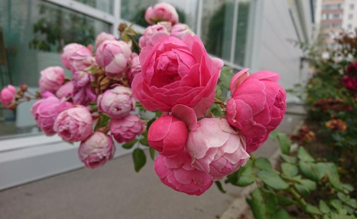 В Курской области в 13,3 тыс. розах нашли вредителя