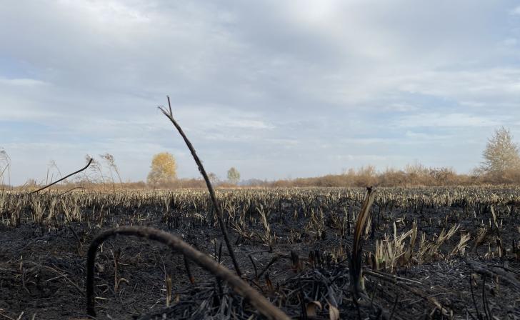 В Курской области за неделю произошло 268 случаев возгорания сухой травы и мусора