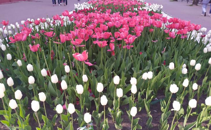 В Курске высадят более 180 тысяч цветов