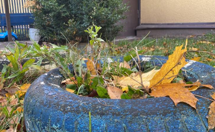 В Курской области ввели штрафы за бурьян у домов