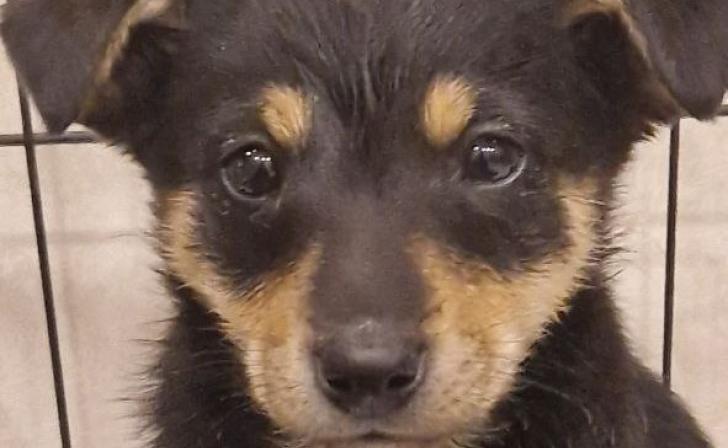 Донецкие волонтеры ищут дом трем щенкам из Большесолдатского района