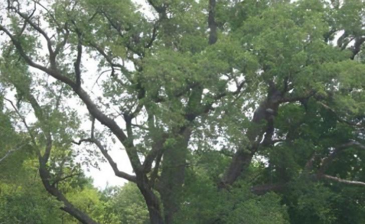 Курский 247-летний дуб борется за звание «Российское дерево года»