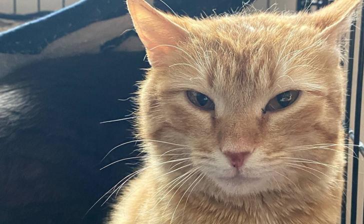 Волонтеры из Донецка вывезли из курского приграничья 81 животное