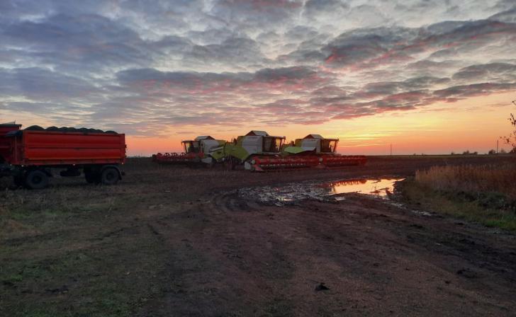 В Курской области около 4,5 тыс.га сахарной свеклы погибло из-за заморозков