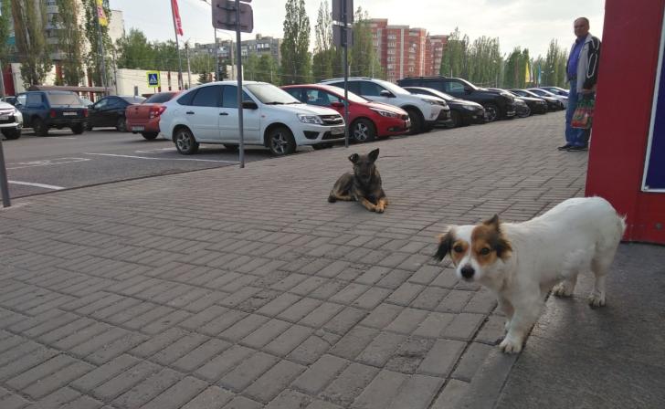В Курске девочка-подросток получит компенсацию за укус собаки