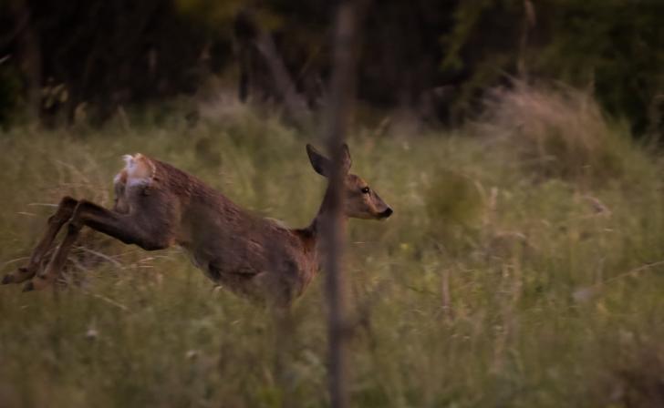 В Курске диких животных стали чаще замечать на улицах