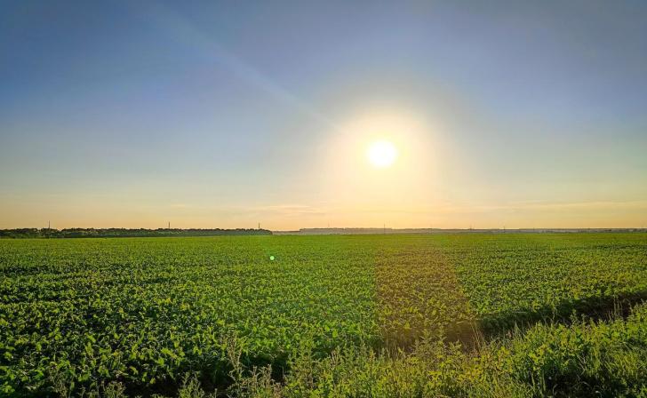 В Курской области ущерб посевов от заморозков составил 250 млн рублей