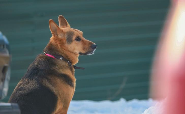 Курские депутаты одобрили ужесточение правил выгула собак Курские депутаты одобрили ужесточение правил выгула собак