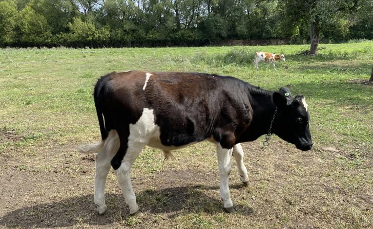 Курянина поймали на краже коров в приграничном районе