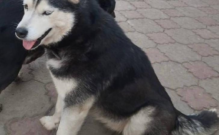 Хаски Ася из Рыльска ищет семью