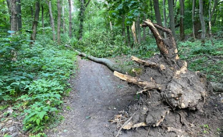 В Железногорске упало до 400 деревьев