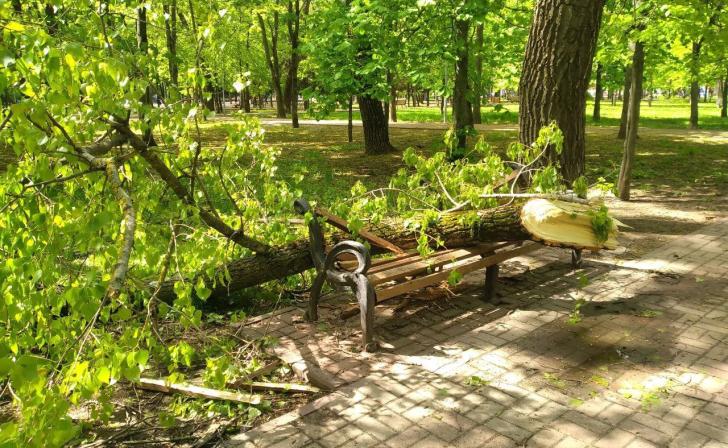 В Железногорске из-за урагана упало около 500 деревьев