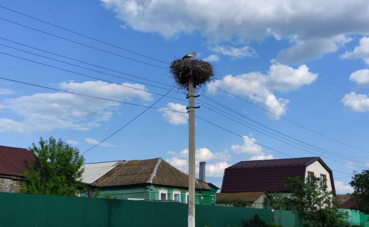 Телеканал «Культура» показал фильм об аистах в Курской области