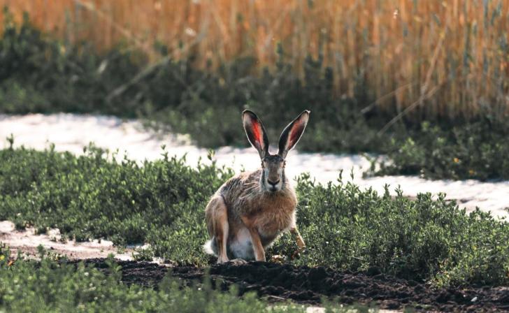В Курской области произошло 10 ДТП с дикими животными