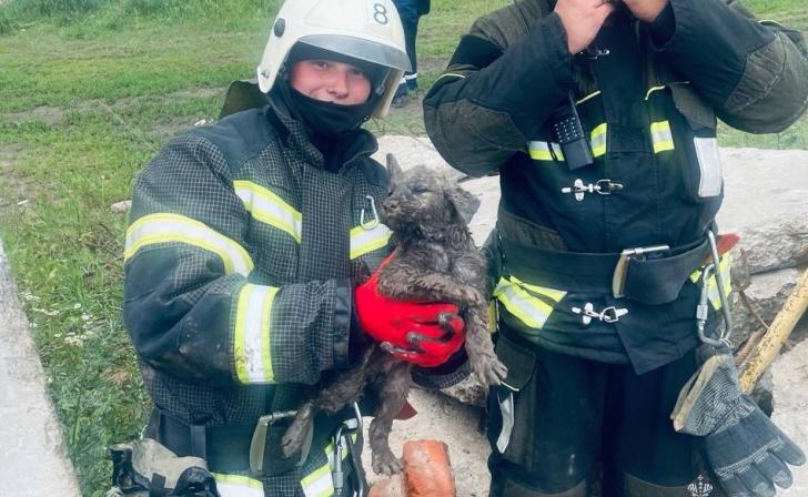 В Курске пожарные спасли щенка
