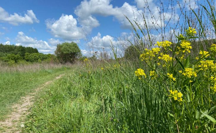 В Курской области ожидаются небольшие дожди с грозами