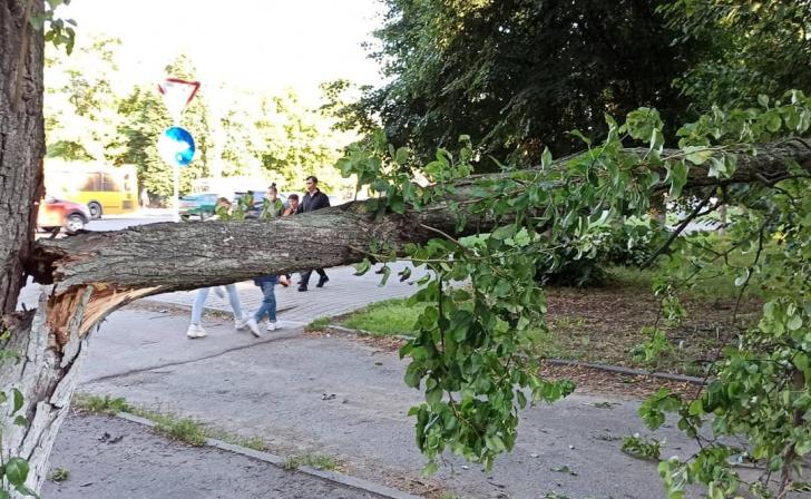 В Курске на ул. Ленина обрезают сухие ветки