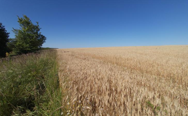 Курские спасатели усилили контроль за пожарной безопасностью перед жатвой
