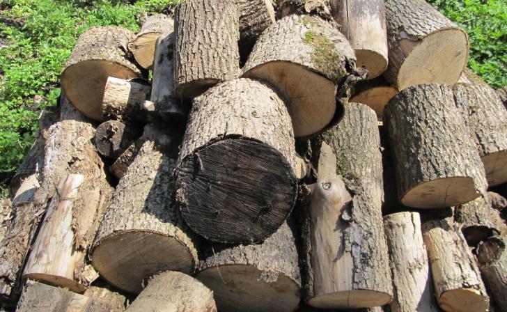 В Курске из-за вредителя вырубили 5 га деревьев