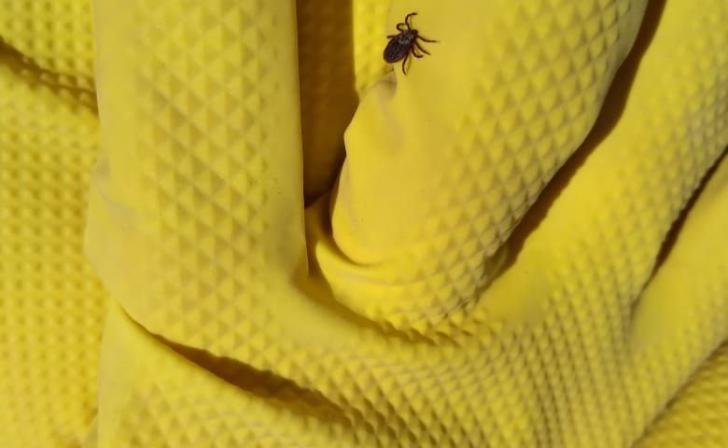 В Курской области 19 человек заболели иксодовым клещевым боррелиозом