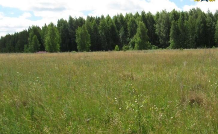 В Курской области незаконной рубкой двух деревьев причинен ущерб на 3,5 млн