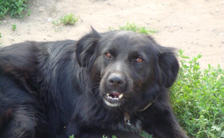 Двух жителей Железногорска укусила собака с подозрением на бешенство