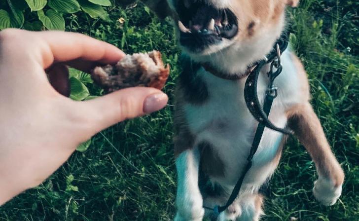 В Курской области с районных властей взыскали деньги за 6 пострадавших от бродячих собак