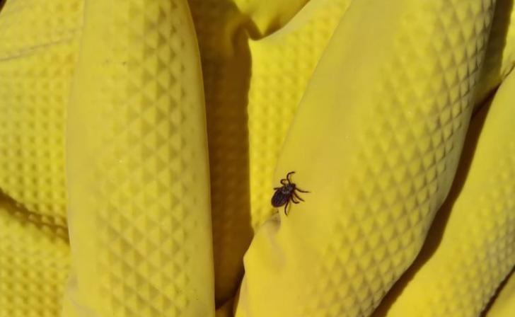 В Курской области число укушенных клещами выросло до 1884 человек