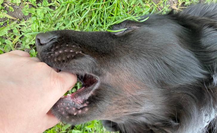 В Курске подросток получил 50 тысяч рублей за укус бездомной собаки