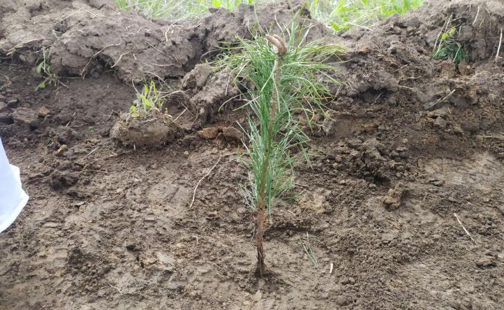 В Курской области планируют брать саженцы для озеленения районов из лесных питомников