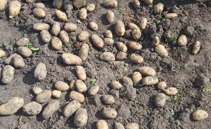 В Советском районе ввели карантин из-за картофельной нематоды