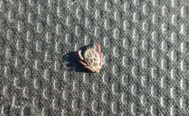 В Курской области 36 человек заразились клещевым боррелиозом