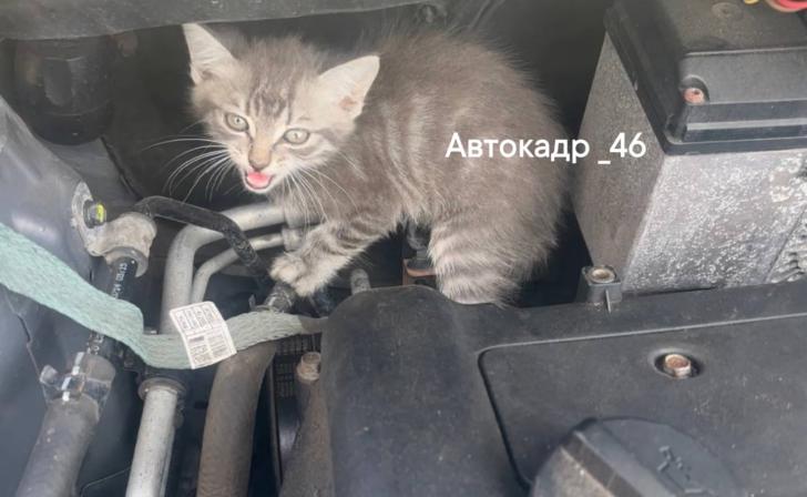 Курянка нашла котёнка под капотом своей машины