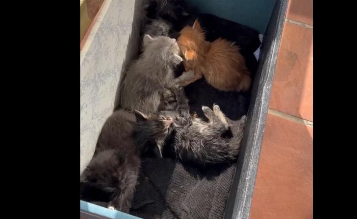 В Курске в Домик добрых дел подкинули котят