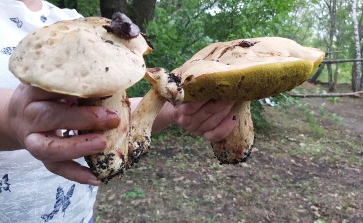 Мужчина ушёл за грибами и потерялся в орловских лесах Мужчина ушёл за грибами и потерялся в орловских лесах