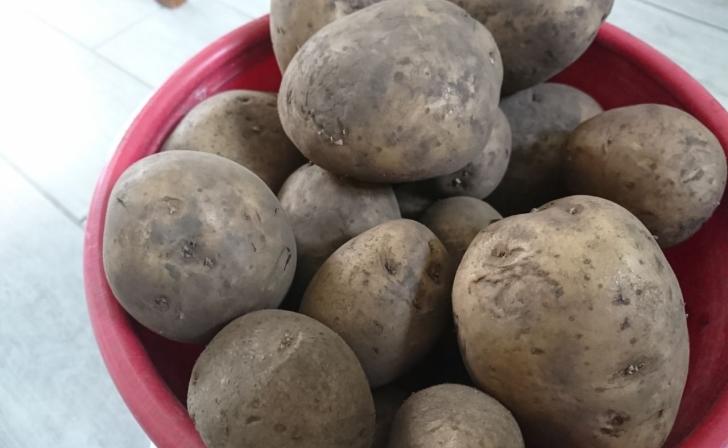 В Курской области картофель за месяц подешевел почти в два раза