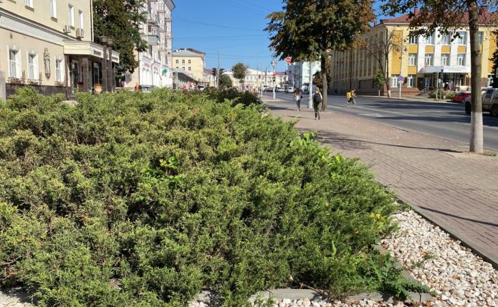 Курянин украл три сосны и тую на продажу