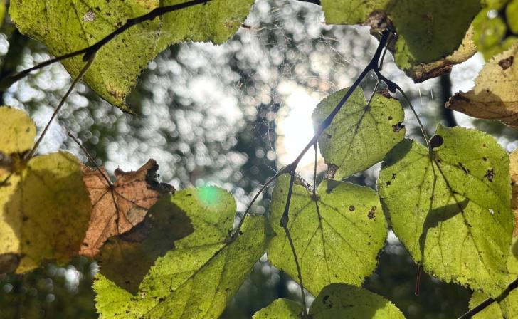 В Курской области ожидается до 13 градусов тепла