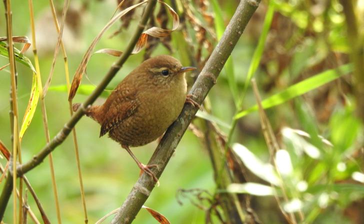 В Курскую область вернулись крапивники