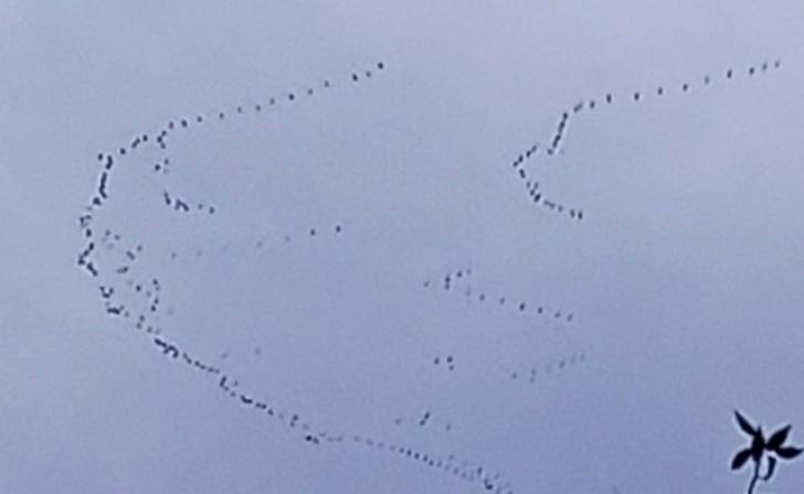 В Курской области фиксируются пролеты журавлей В Курской области фиксируются пролеты журавлей