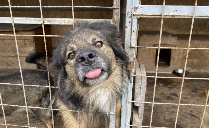 В Курске на Полугоре 18 октября можно будет забрать животных из приюта