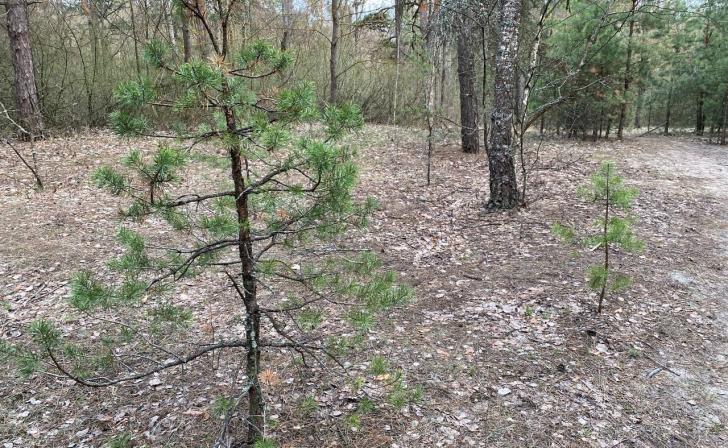 В Курской области посадили полтора гектара дубового леса В Курской области посадили полтора гектара дубового леса