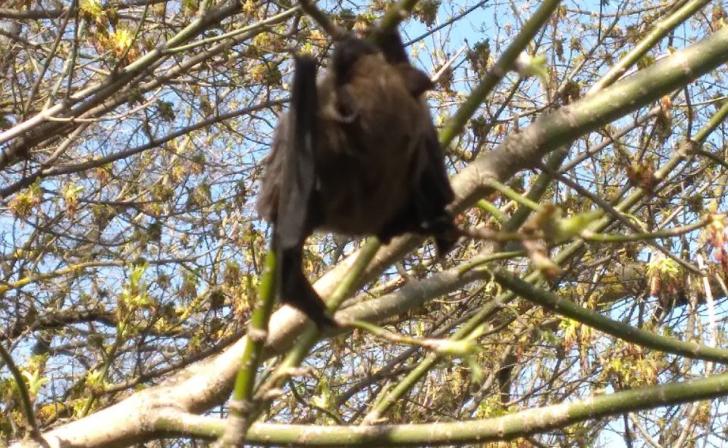 В Курской области в минприроды объяснили, как выпроводить из дома залетевшую летучую мышь В Курской области в минприроды объяснили, как выпроводить из дома залетевшую летучую мышь