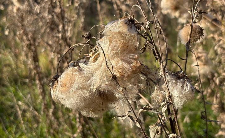 В Курской области 25 октября потеплеет до 14 градусов